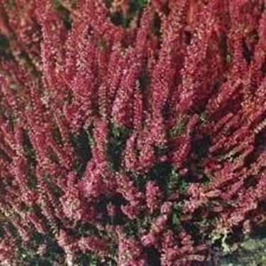 calluna vulgaris