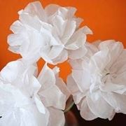 fiori di carta velina