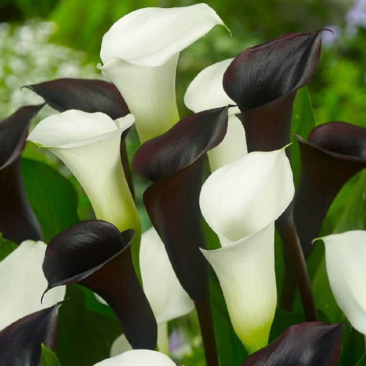 calla