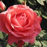 Pianta rosa cinese