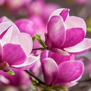 fiore magnolia