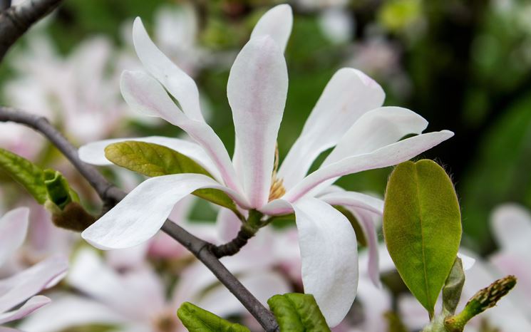 magnolia acuminata