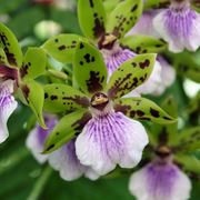 orchidea zygopetalum
