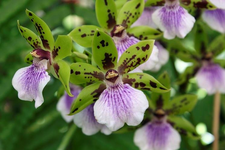 orchidea zygopetalum
