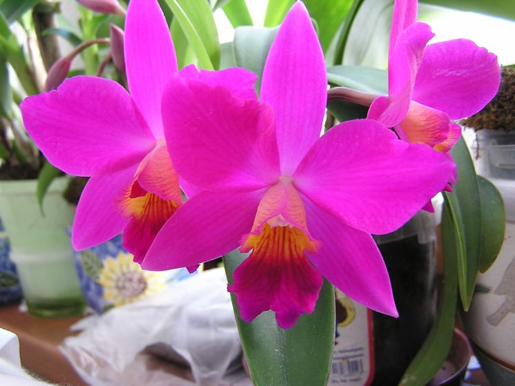orchidea cattleya