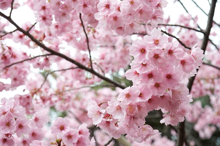 Albero fiori ciliegio