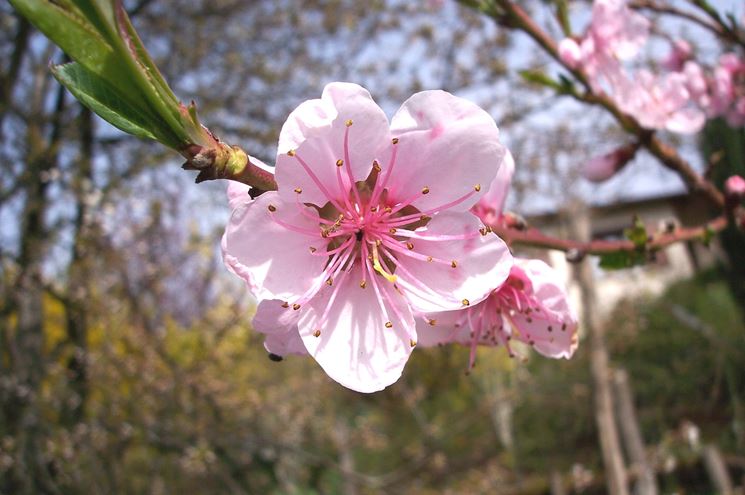 fiori di pesco