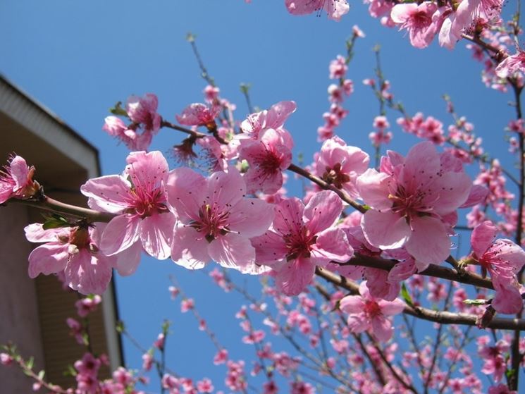 fiori di pesco