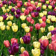 Gigli narcisi tulipani