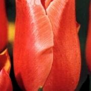 le piante come il tulipano