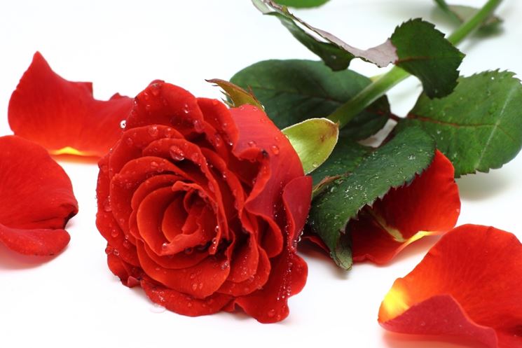 petali rose rosse