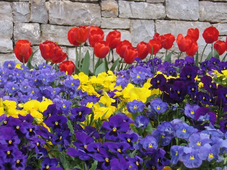 foto di fiori primaverili: crocus, tulipani e narcisi