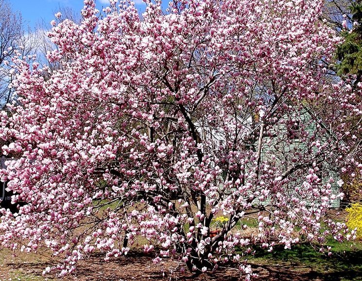 Un esemplare di magnolia