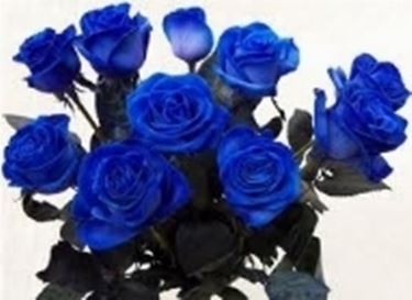 rose blu