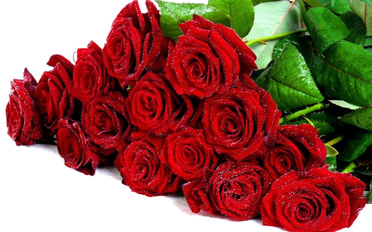 rose rosse