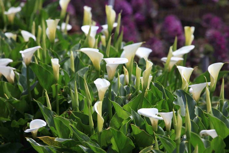 fiore di calla rosa