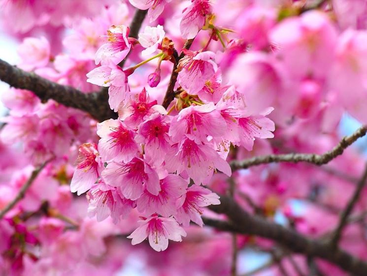 Fiore di ciliegio - significato dei fiori - Caratteristiche dei fiori di  ciliegio