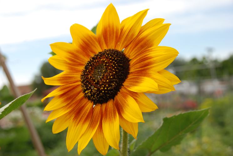 fiore di girasole