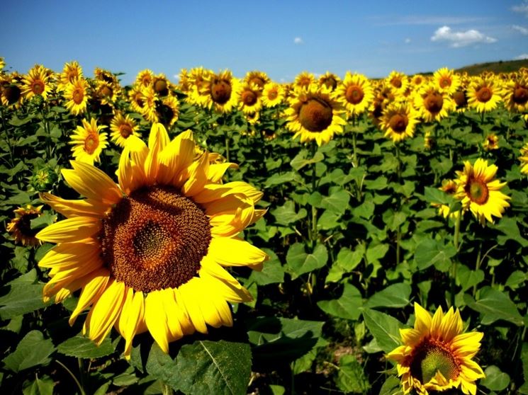 campo di girasoli