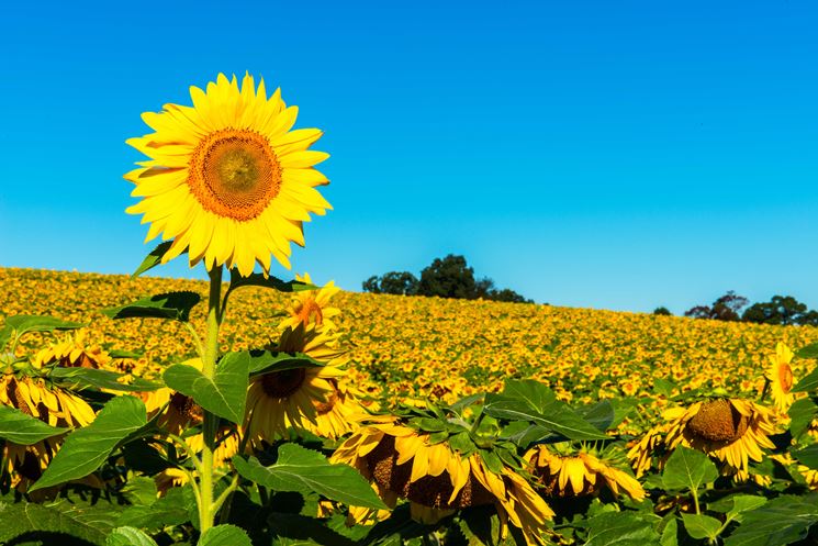 PENSIERO TAO DI OGGI 26 MARZO 2017 Fiore-di-girasole_NG4