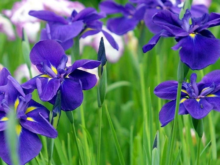 fiore di iris viola