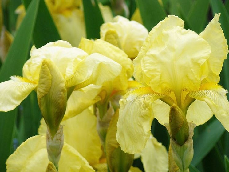 fiore di iris giallo