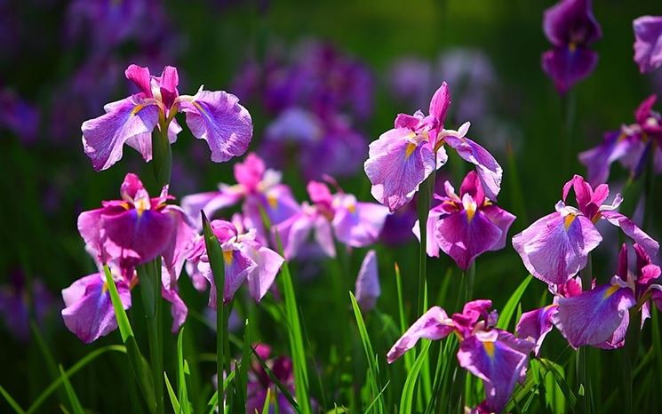 fiori di iris