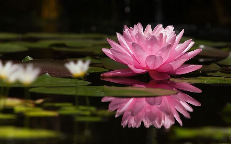 fiore di nelumbo