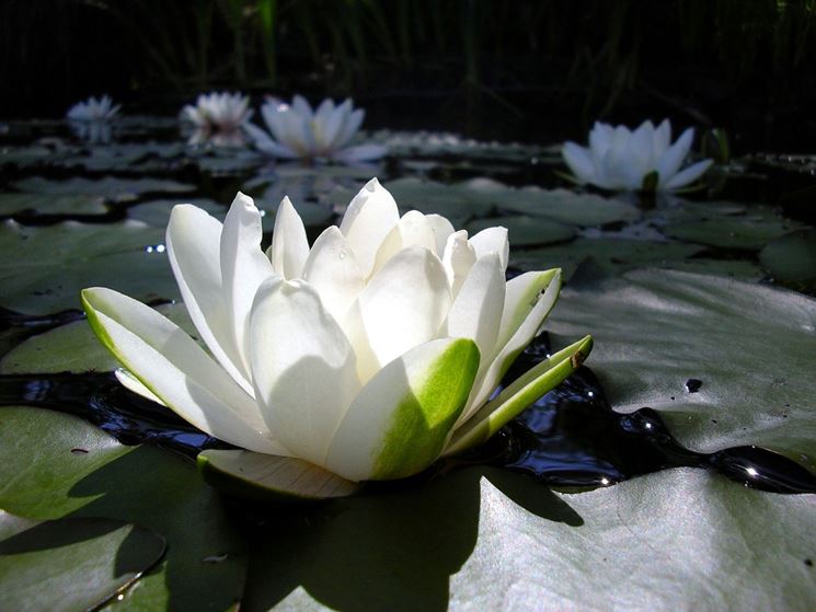 fiore di loto bianco