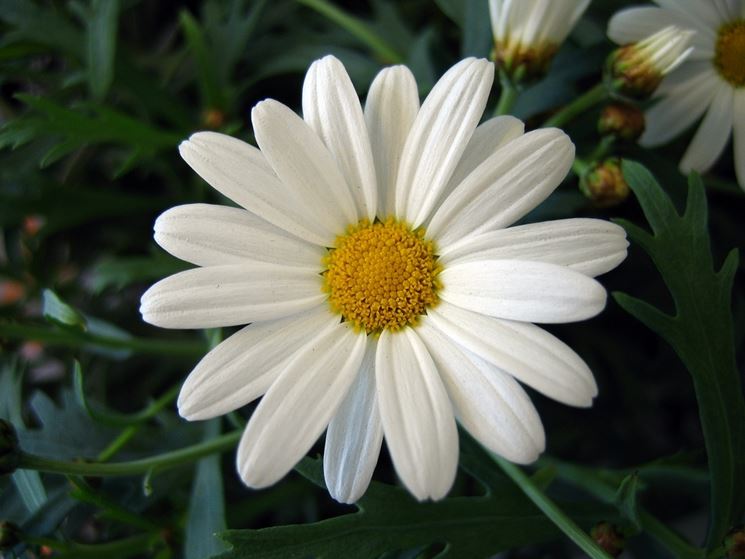 fiore di margherita