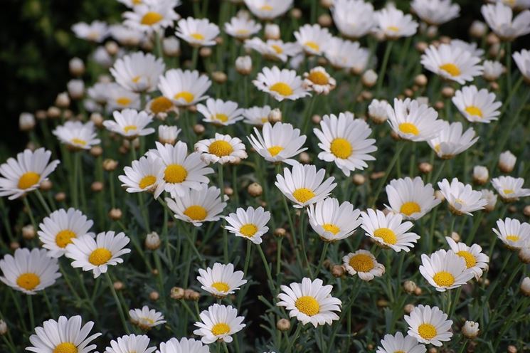 fiori di margherite