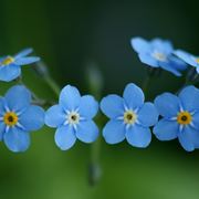 fiore di myosotis