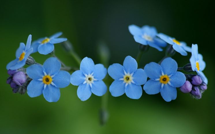 fiore di myosotis