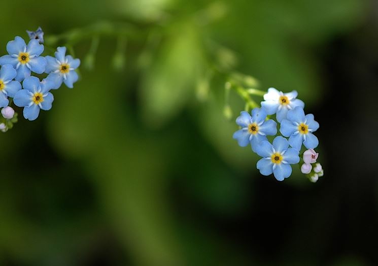 Non Ti Scordar Di Me Significato Dei Fiori Non Ti