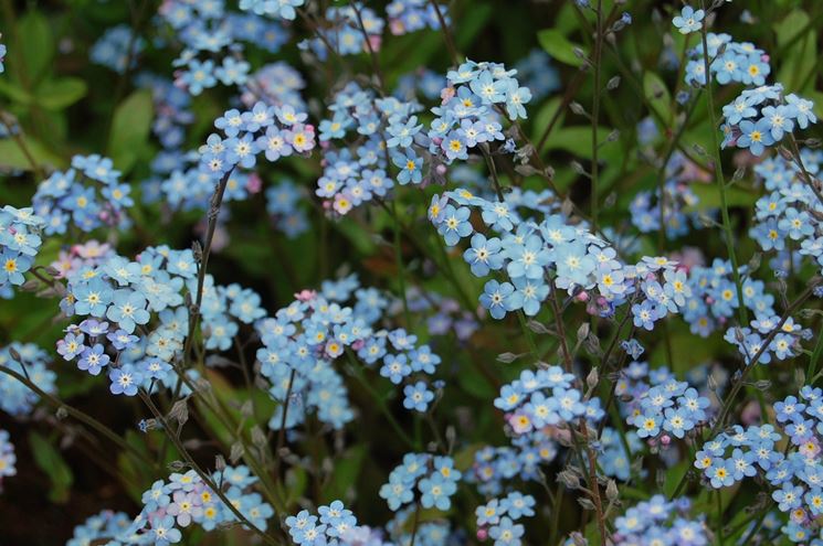 Non Ti Scordar Di Me Significato Dei Fiori Non Ti