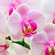 orchidea blu significato