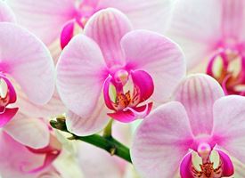 Significato Orchidea