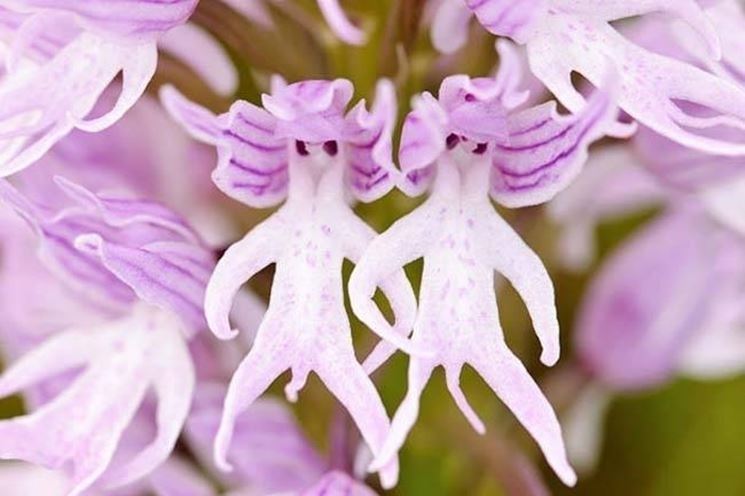 Orchidee rare