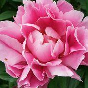 fiore di peonia rosa
