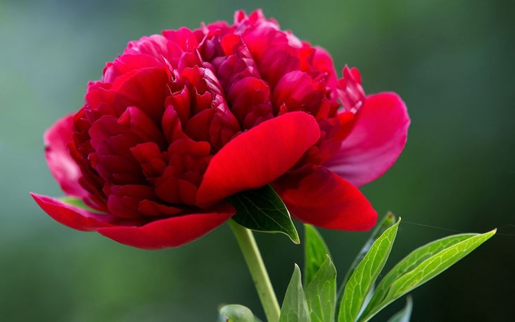 peonia rossa