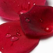 Petali Di Rosa Finti Vino 1000 Pezzi – 4.5 Cm, Artificiali In Bordeaux, Per Matrimoni, Anniversari E Serate Romantiche