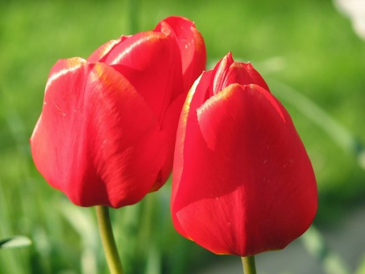fiore di tulipano rosa