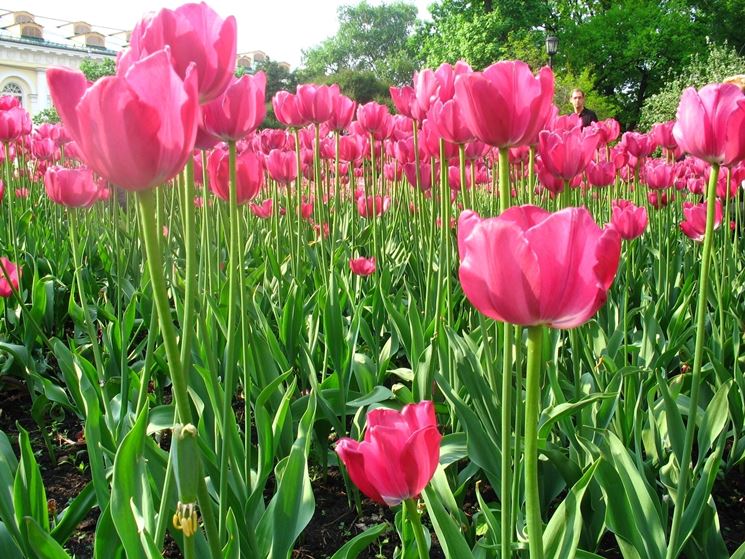 giardino di tulipani