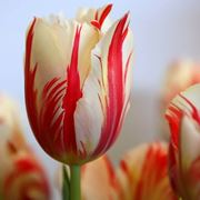 tulipano significato