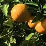 pianta di arancio