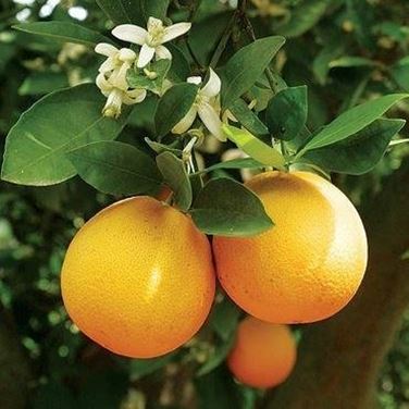 coltivare arance