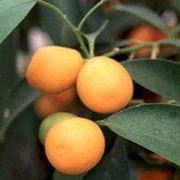 kumquat 1