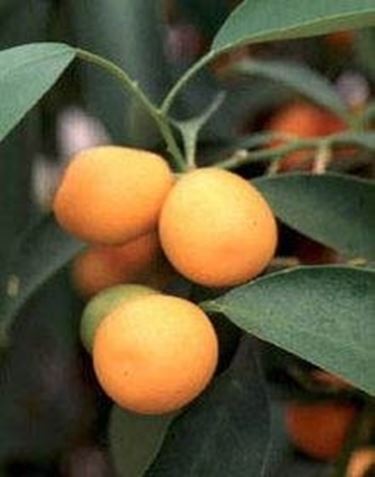 kumquat 1