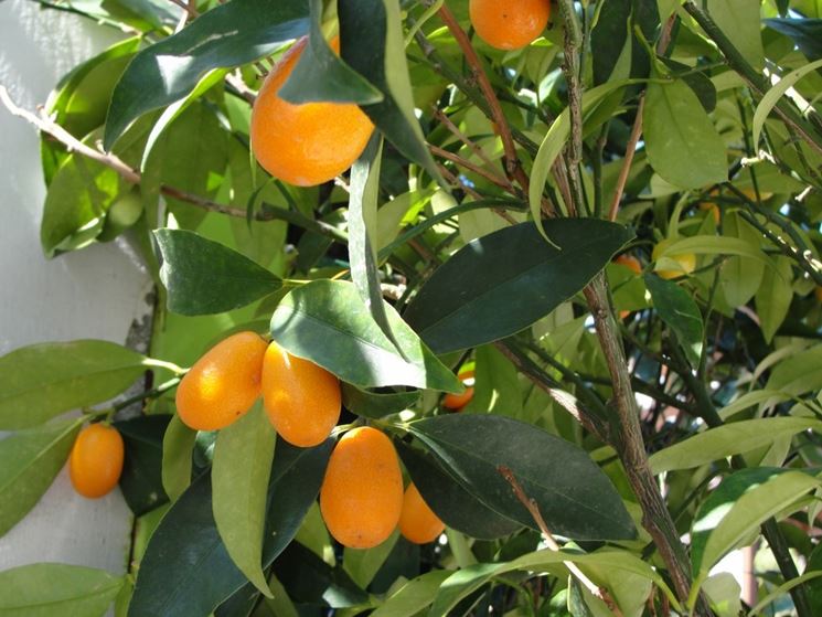 Mandarini cinesi kumquat