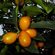 Kumquat mandarino cinese